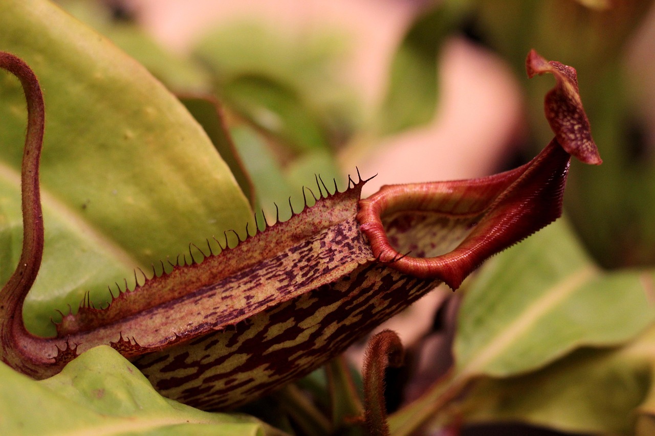 nepenthes-4788788_1280.jpg